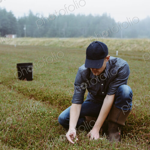 A cranberry farm in Massachusetts. Crops in the fields. A young man working on the… A cranberry farm in Massachusetts. Crops in the fields. A young man working on the…