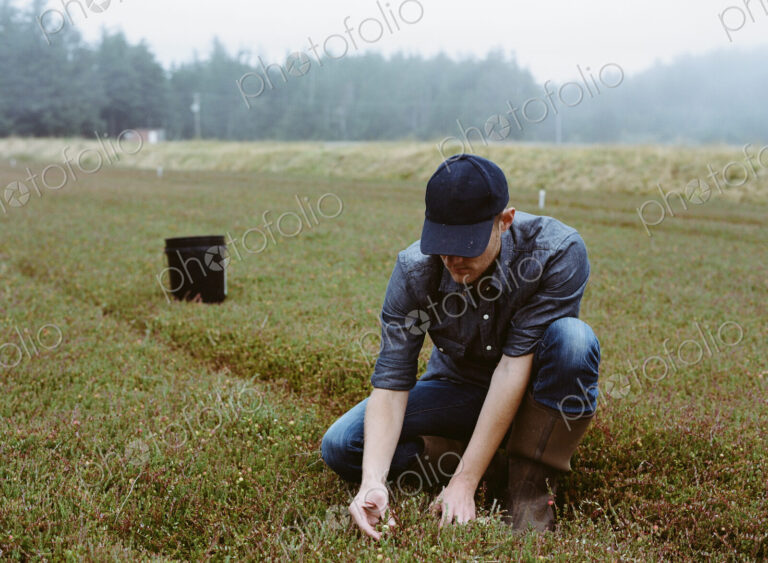 A cranberry farm in Massachusetts. Crops in the fields. A young man working on the…