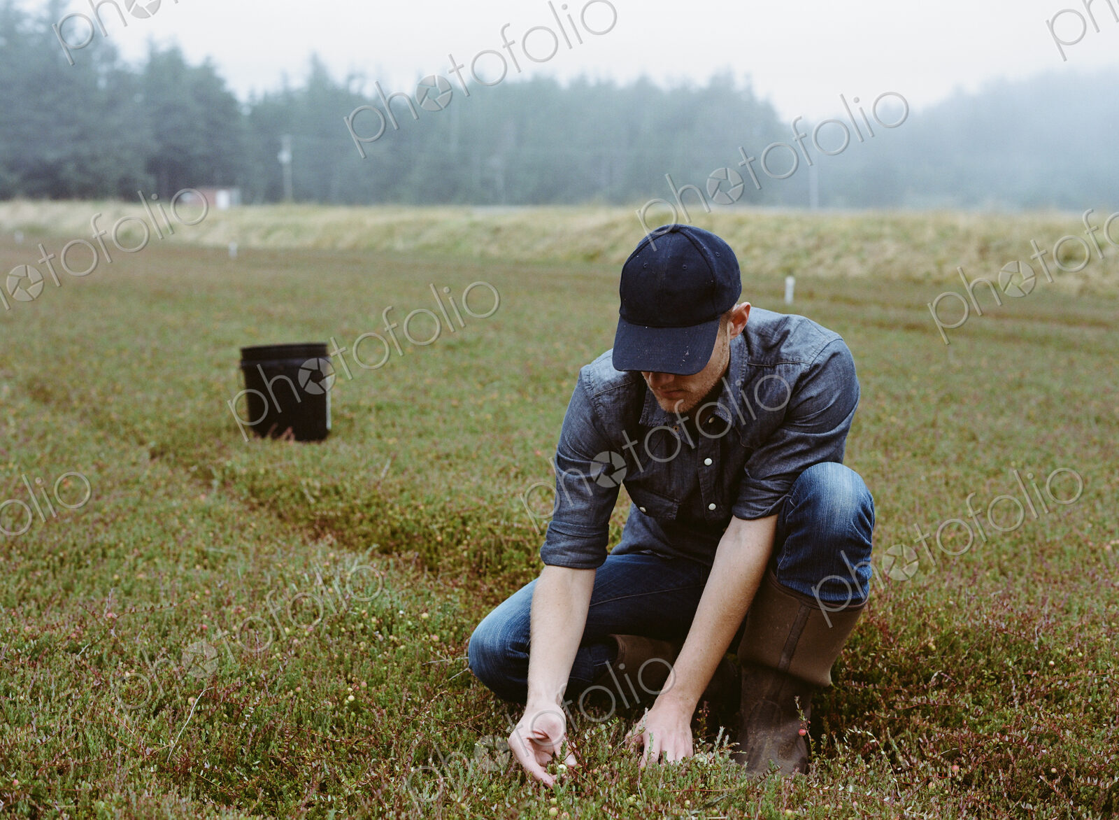 A cranberry farm in Massachusetts. Crops in the fields. A young man working on the…