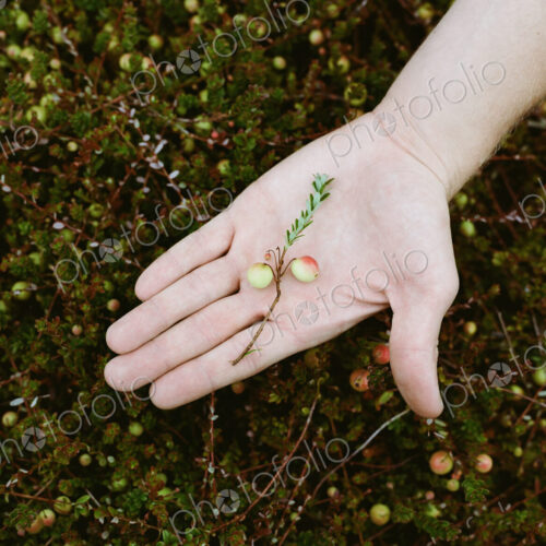 A cranberry farm in Massachusetts. Crops in the fields. A young man working on the… A cranberry farm in Massachusetts. Crops in the fields. A young man working on the…