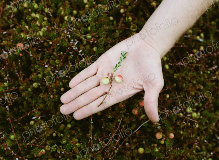 A cranberry farm in Massachusetts. Crops in the fields. A young man working on the…