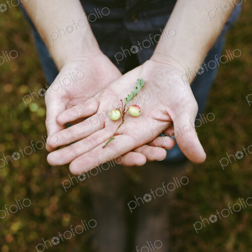 A cranberry farm in Massachusetts. Crops in the fields. A young man working on the… A cranberry farm in Massachusetts. Crops in the fields. A young man working on the…