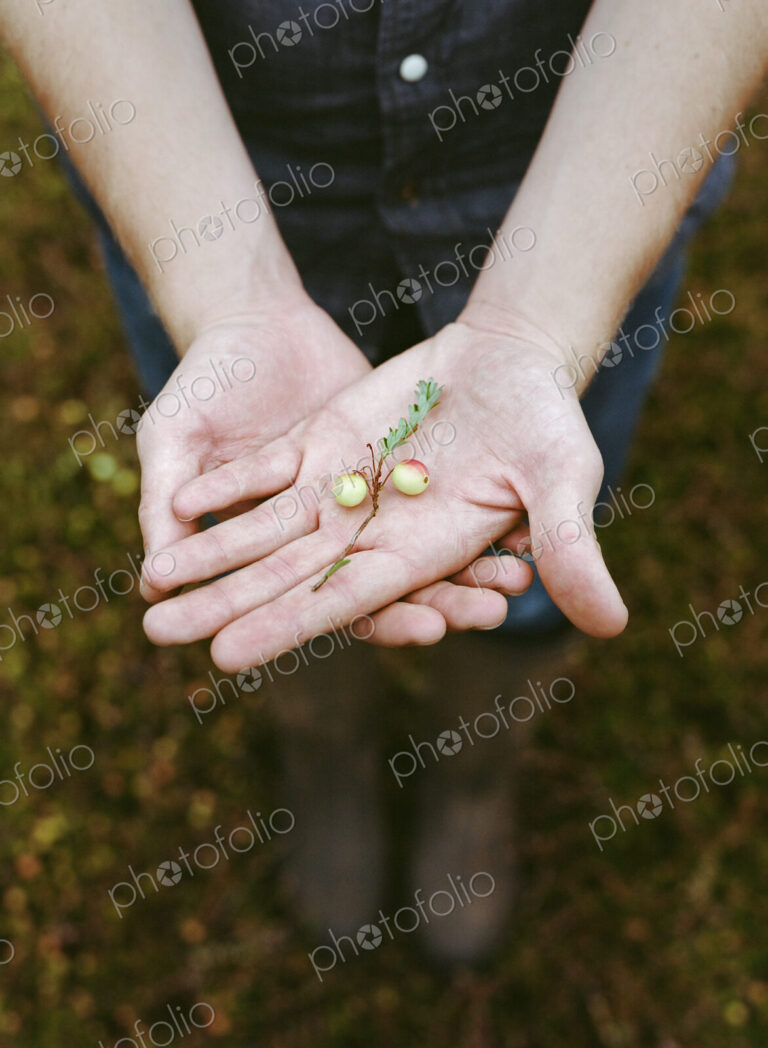 A cranberry farm in Massachusetts. Crops in the fields. A young man working on the…