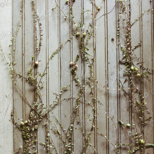 A cranberry farm in Massachusetts. Plants spread out on a plain background. Long thin…
