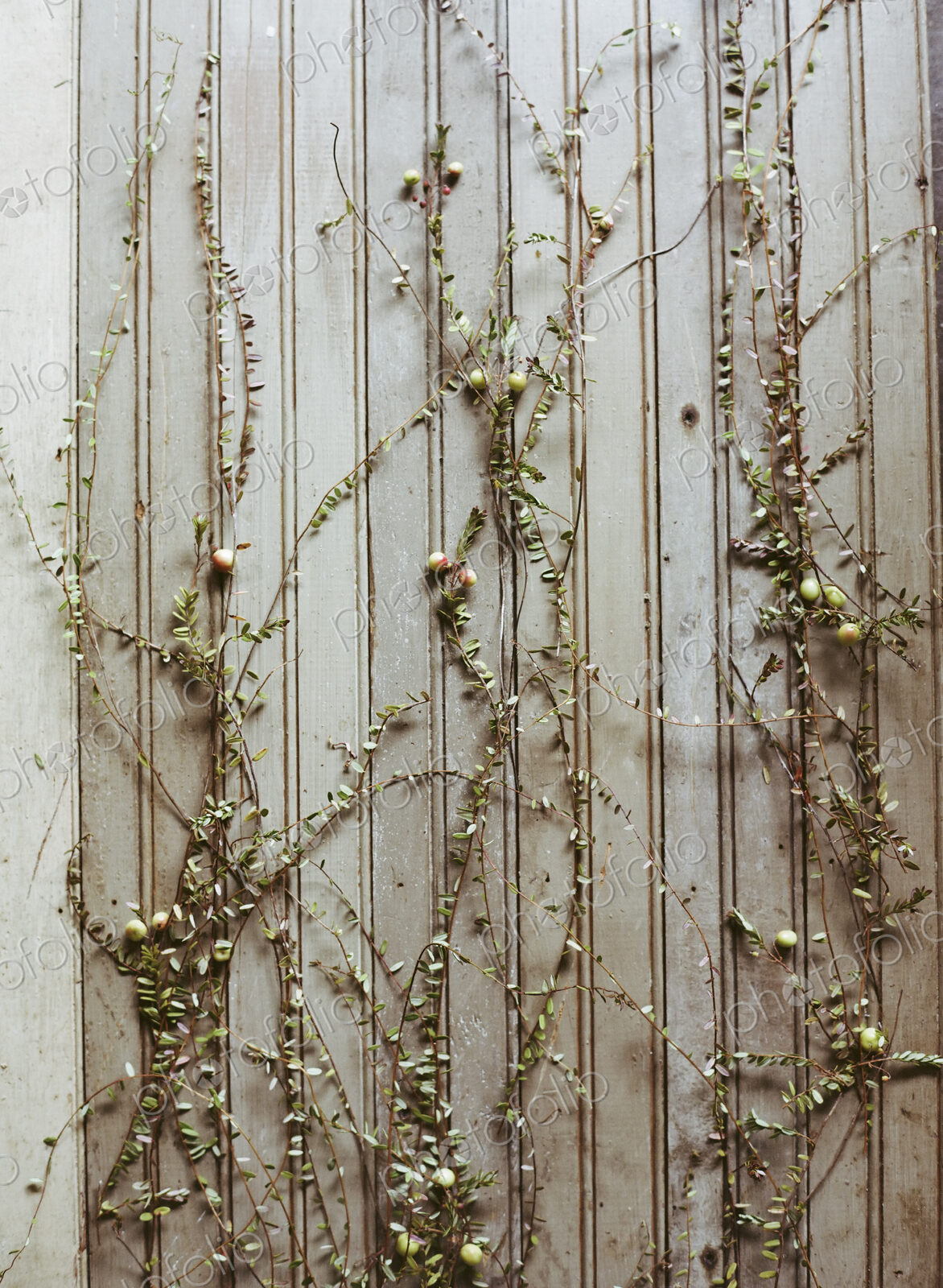 A cranberry farm in Massachusetts. Plants spread out on a plain background. Long thin…