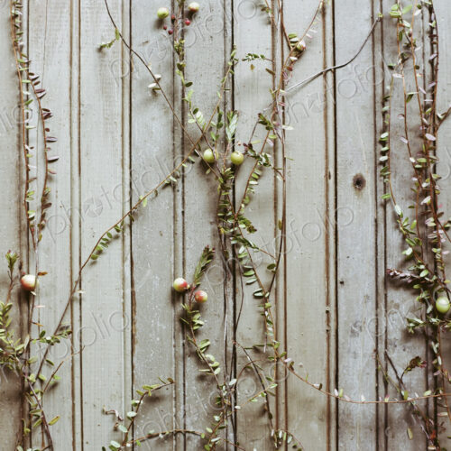 A cranberry farm in Massachusetts. Plants spread out on a plain background. Long thin…