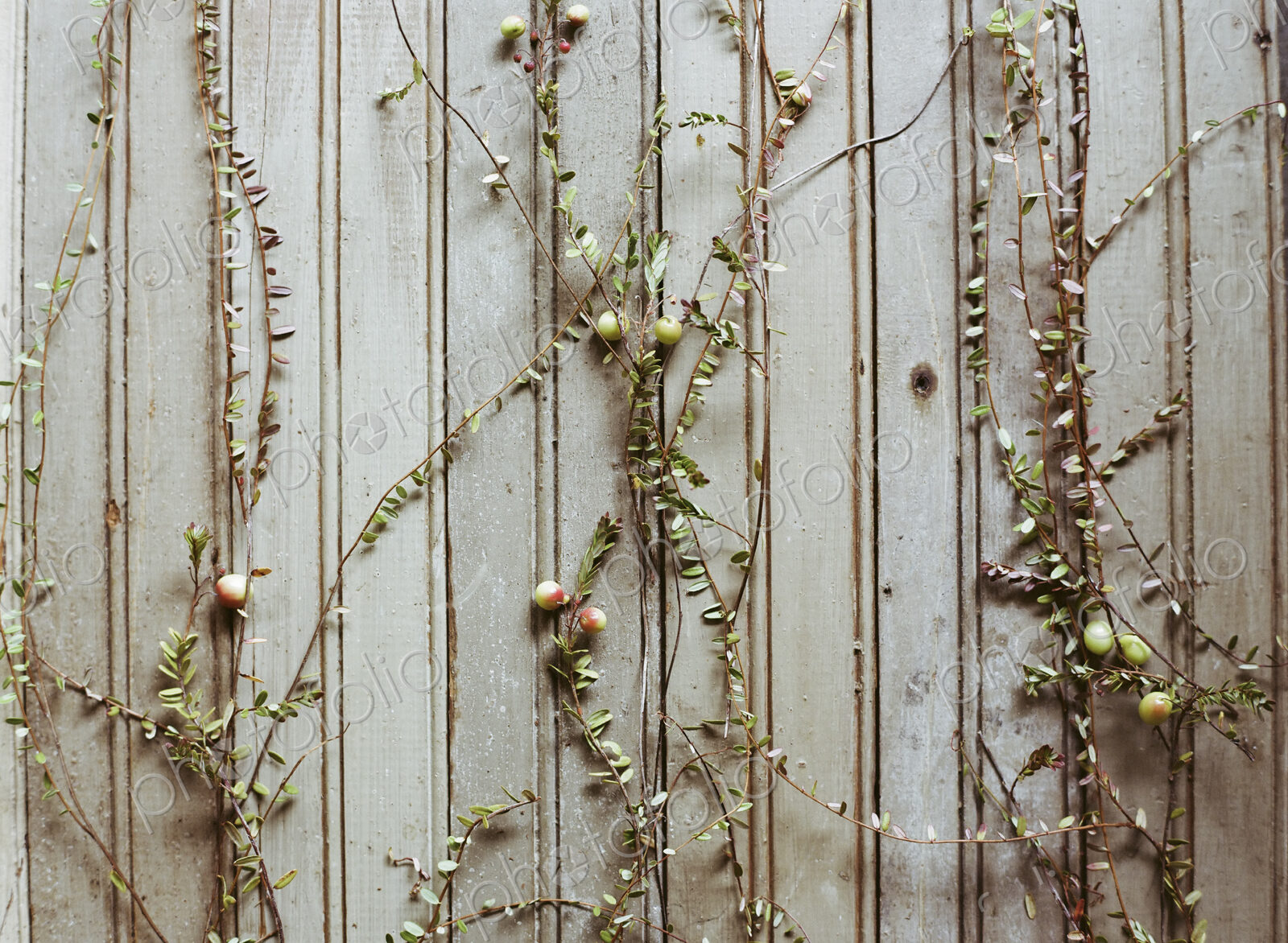 A cranberry farm in Massachusetts. Plants spread out on a plain background. Long thin…