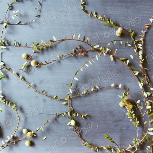 A cranberry farm in Massachusetts. Plants spread out on a plain background. Long thin…