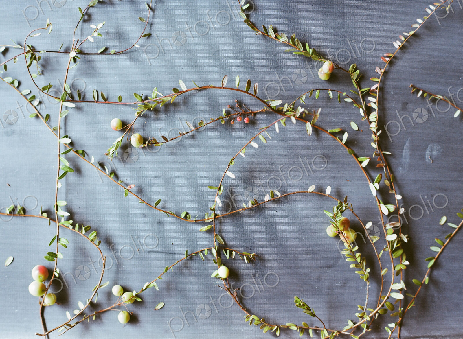 A cranberry farm in Massachusetts. Plants spread out on a plain background. Long thin…