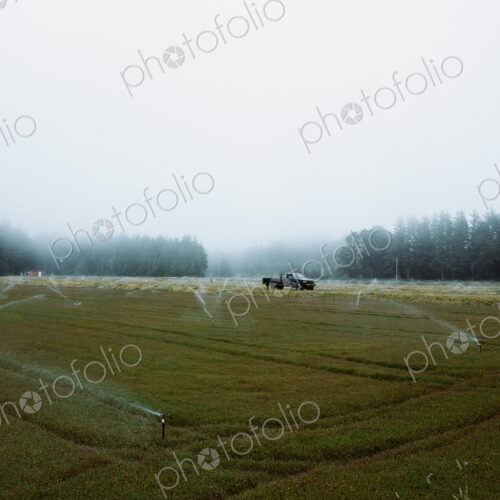 A cranberry farm in Massachusetts. The crops growing in the fields. A cranberry farm in Massachusetts. The crops growing in the fields.