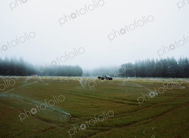 A cranberry farm in Massachusetts. The crops growing in the fields.