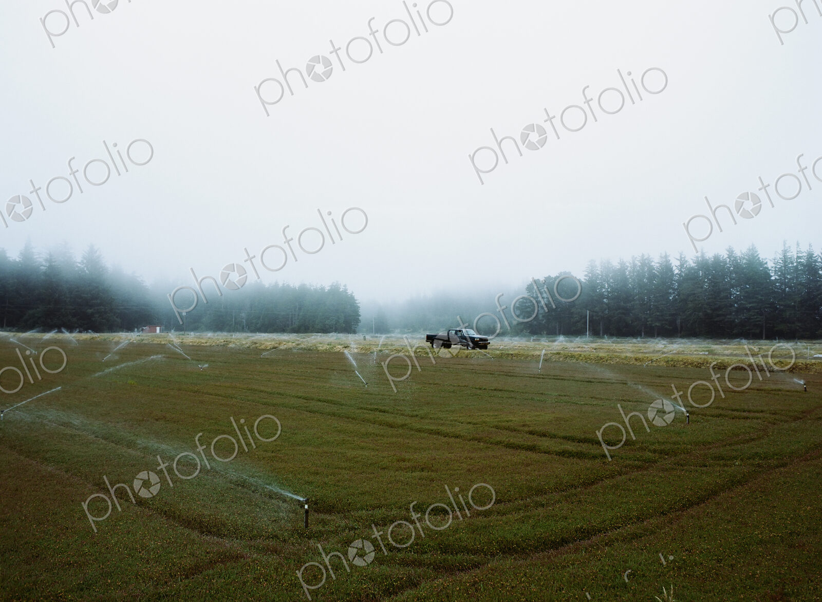 A cranberry farm in Massachusetts. The crops growing in the fields.
