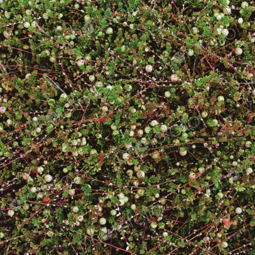 A cranberry farm in Massachusetts. The crops growing in the fields. A cranberry farm in Massachusetts. The crops growing in the fields.