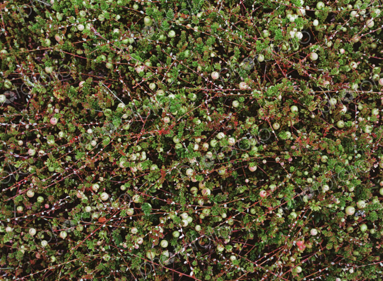 A cranberry farm in Massachusetts. The crops growing in the fields.