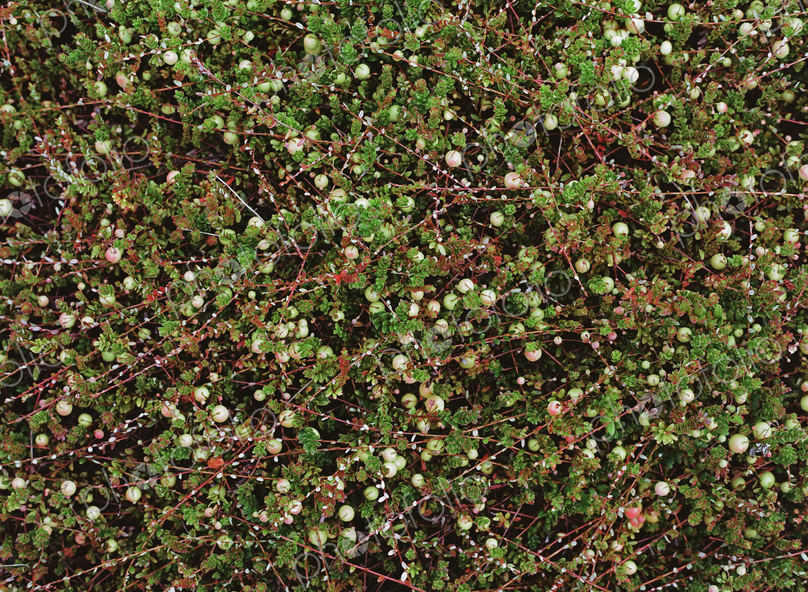 A cranberry farm in Massachusetts. The crops growing in the fields.
