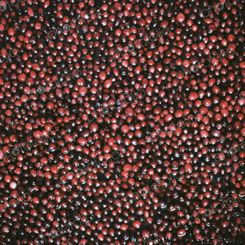 A cranberry farm in Massachusetts. The crops, small round red berries in water. A cranberry farm in Massachusetts. The crops, small round red berries in water.
