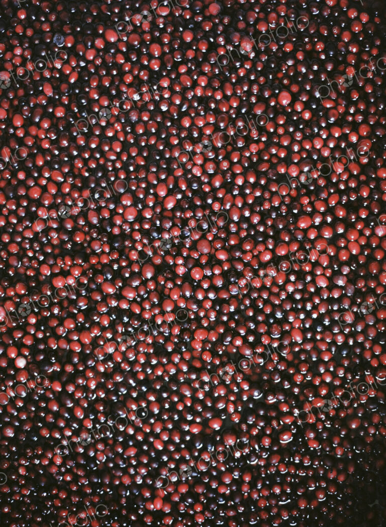 A cranberry farm in Massachusetts. The crops, small round red berries in water.