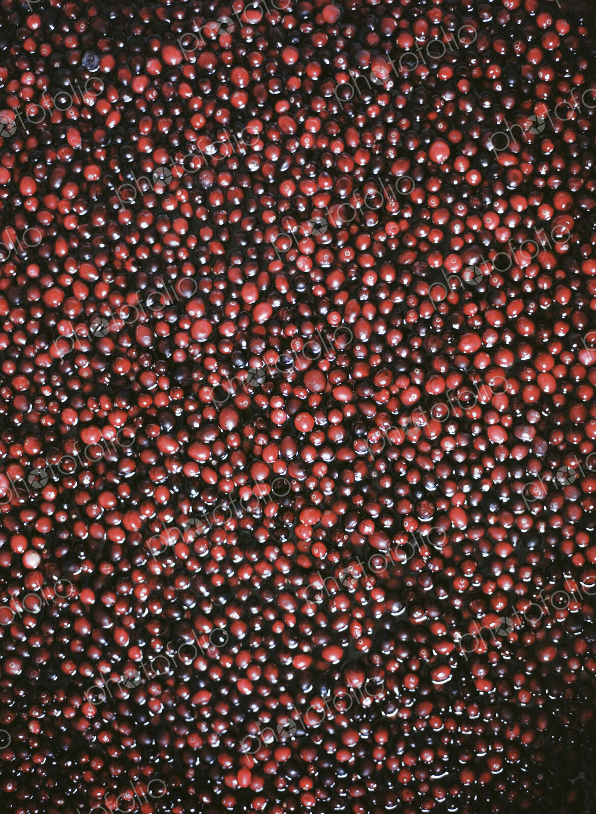 A cranberry farm in Massachusetts. The crops, small round red berries in water.