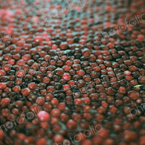 A cranberry farm in Massachusetts. The crops, small round red berries in water. A cranberry farm in Massachusetts. The crops, small round red berries in water.