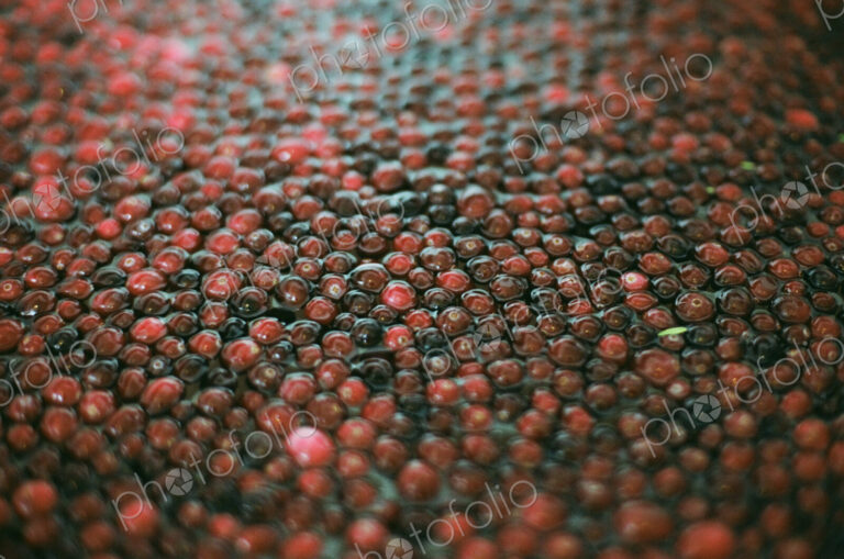 A cranberry farm in Massachusetts. The crops, small round red berries in water.