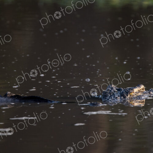 A crocodile, Crocodylidae, with a dead wildebeest, Connochaetes, in a dam. A crocodile, Crocodylidae, with a dead wildebeest, Connochaetes, in a dam.