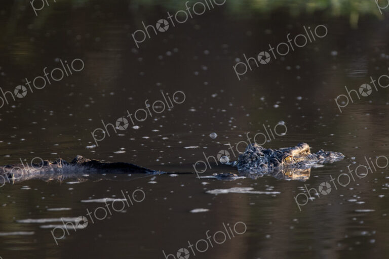 A crocodile, Crocodylidae, with a dead wildebeest, Connochaetes, in a dam.