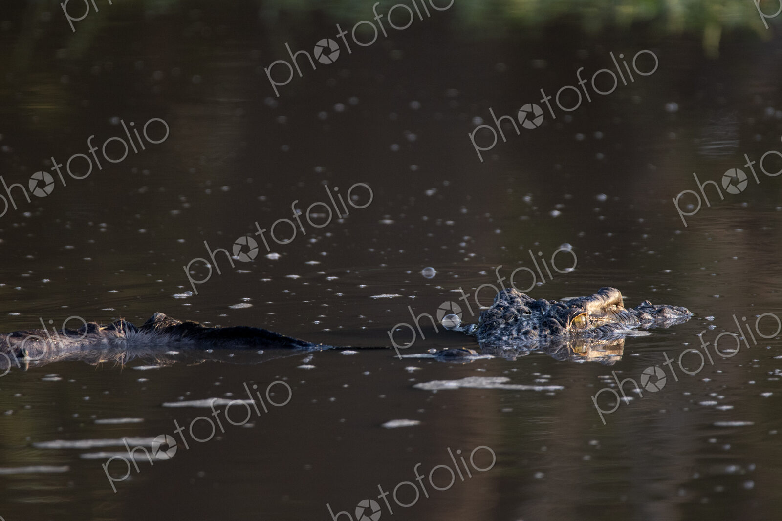 A crocodile, Crocodylidae, with a dead wildebeest, Connochaetes, in a dam.