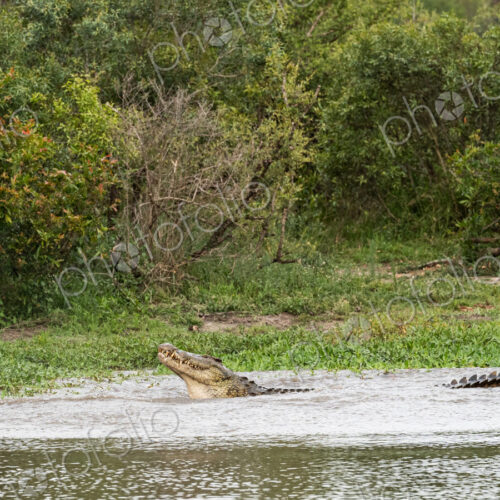 A crocodile, Crocodylus niloticus, in the water. A crocodile, Crocodylus niloticus, in the water.