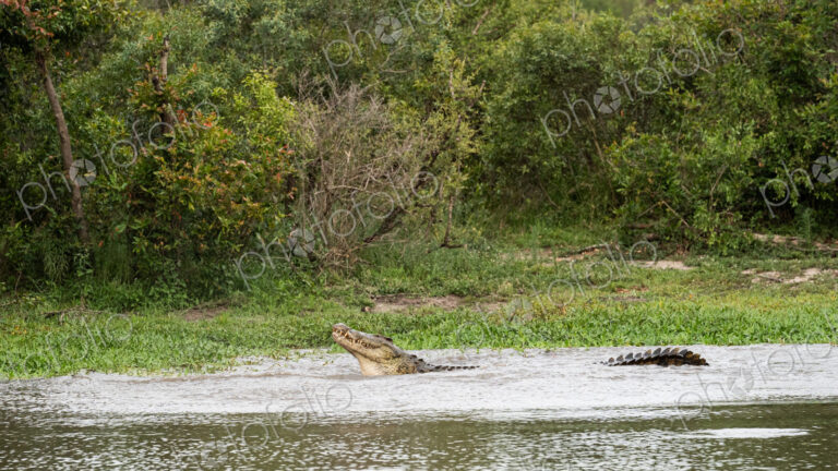 A crocodile, Crocodylus niloticus, in the water.