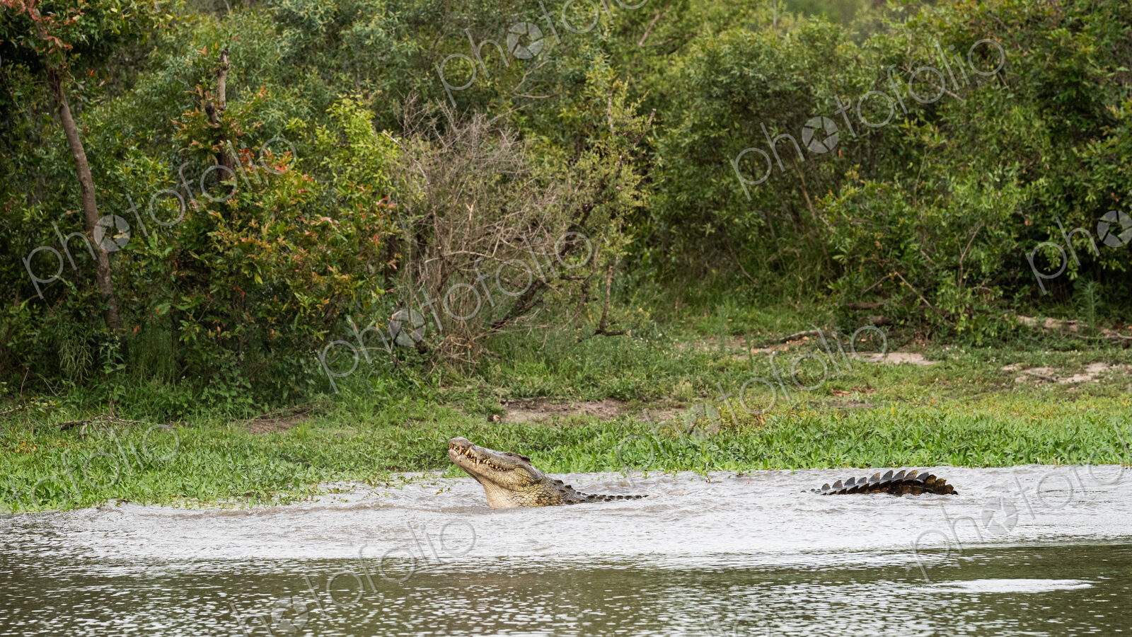 A crocodile, Crocodylus niloticus, in the water.