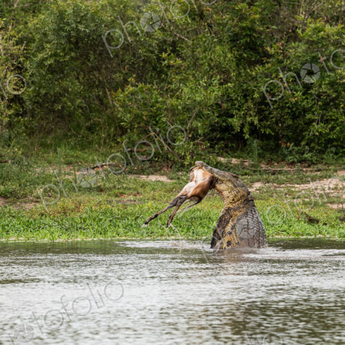 A crocodile, Crocodylus niloticus, in the water with a carcass in it's mouth. A crocodile, Crocodylus niloticus, in the water with a carcass in it's mouth.