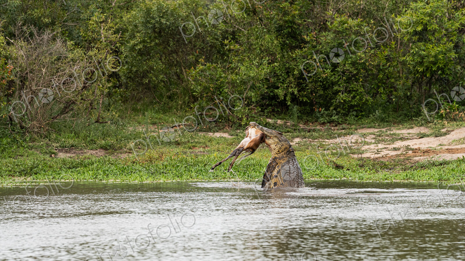 A crocodile, Crocodylus niloticus, in the water with a carcass in its mouth.