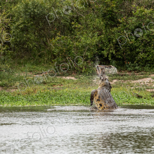 A crocodile, Crocodylus niloticus, in the water with a carcass in it's mouth. A crocodile, Crocodylus niloticus, in the water with a carcass in it's mouth.