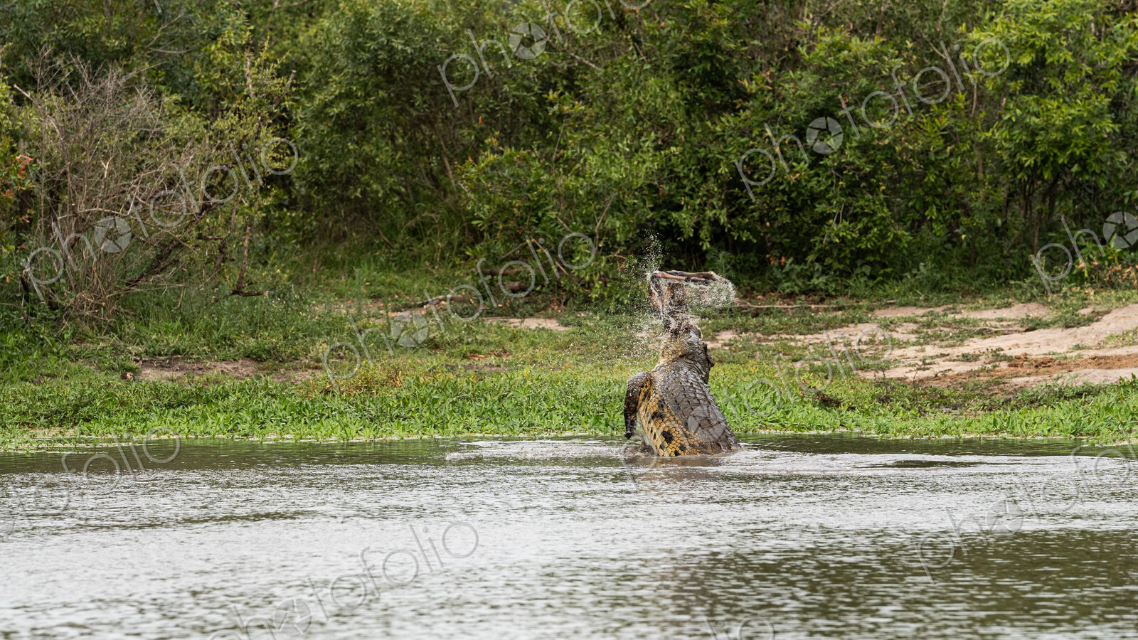 A crocodile, Crocodylus niloticus, in the water with a carcass in it’s mouth.