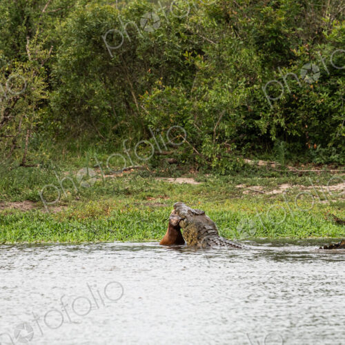 A crocodile, Crocodylus niloticus, in the water with a carcass in it's mouth. A crocodile, Crocodylus niloticus, in the water with a carcass in it's mouth.
