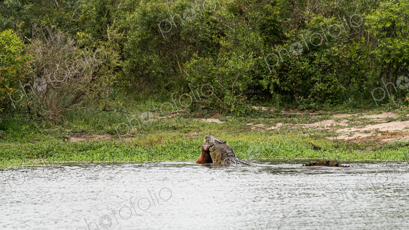 A crocodile, Crocodylus niloticus, in the water with a carcass in its mouth.