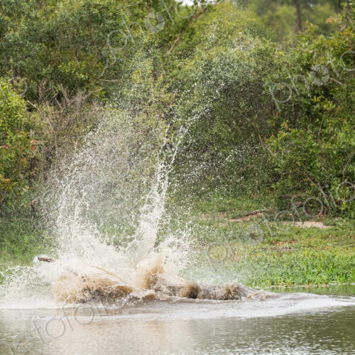 A crocodile, Crocodylus niloticus, in the water with a carcass in it's mouth. A crocodile, Crocodylus niloticus, in the water with a carcass in it's mouth.