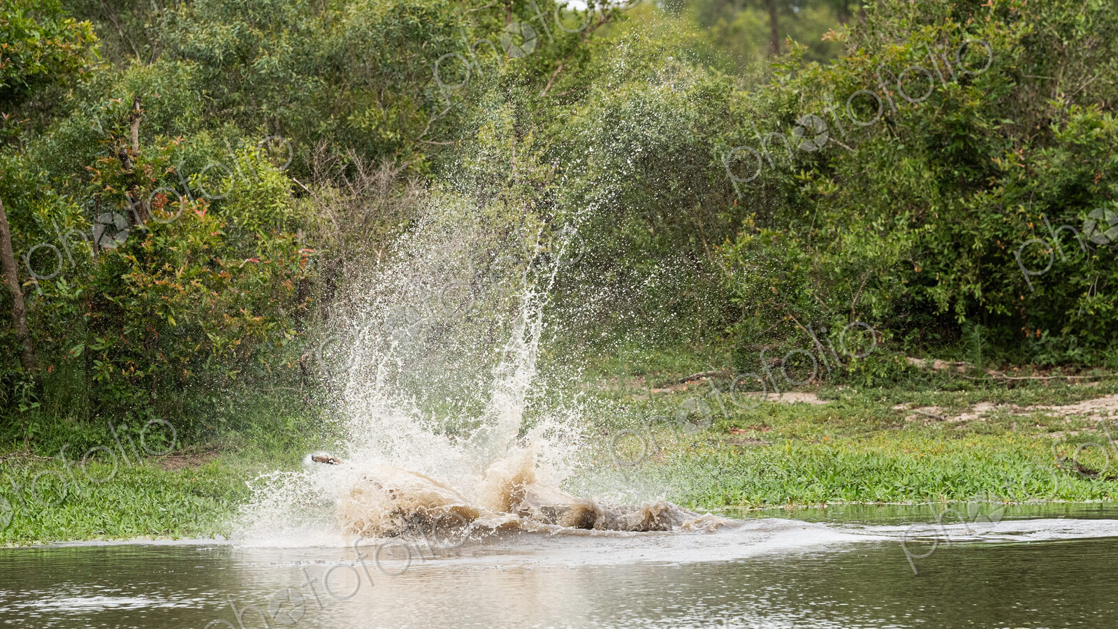 A crocodile, Crocodylus niloticus, in the water with a carcass in its mouth.