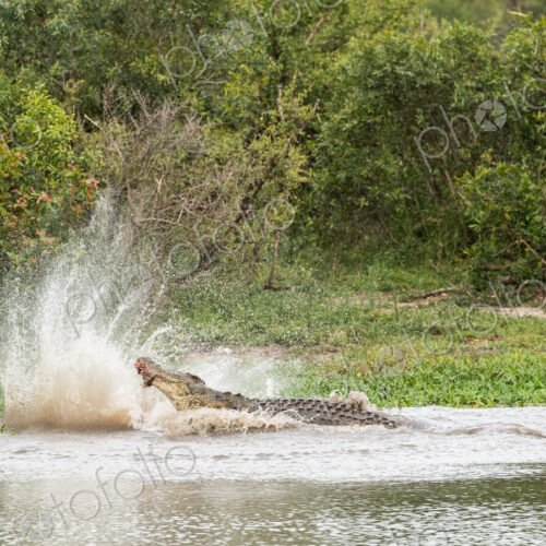 A crocodile, Crocodylus niloticus, in the water with a carcass in it's mouth. A crocodile, Crocodylus niloticus, in the water with a carcass in it's mouth.