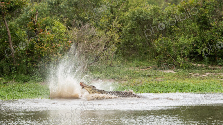 A crocodile, Crocodylus niloticus, in the water with a carcass in it's mouth.