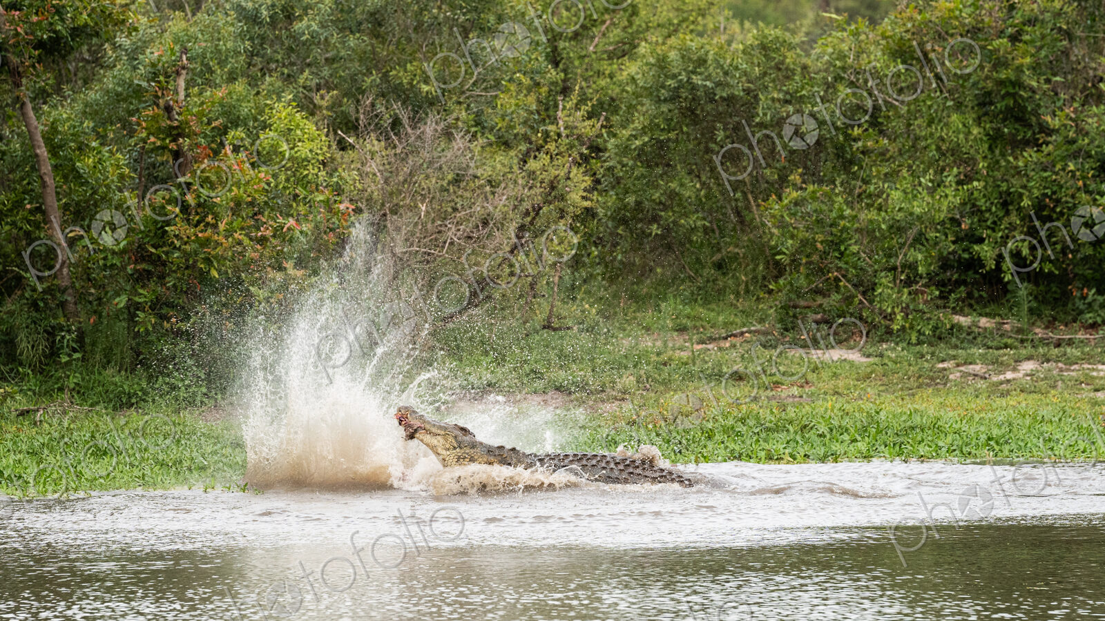A crocodile, Crocodylus niloticus, in the water with a carcass in its mouth.
