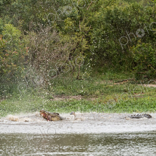 A crocodile, Crocodylus niloticus, in the water with a carcass in it's mouth. A crocodile, Crocodylus niloticus, in the water with a carcass in it's mouth.