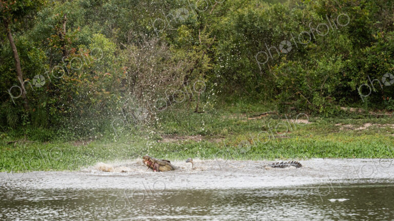 A crocodile, Crocodylus niloticus, in the water with a carcass in it's mouth.