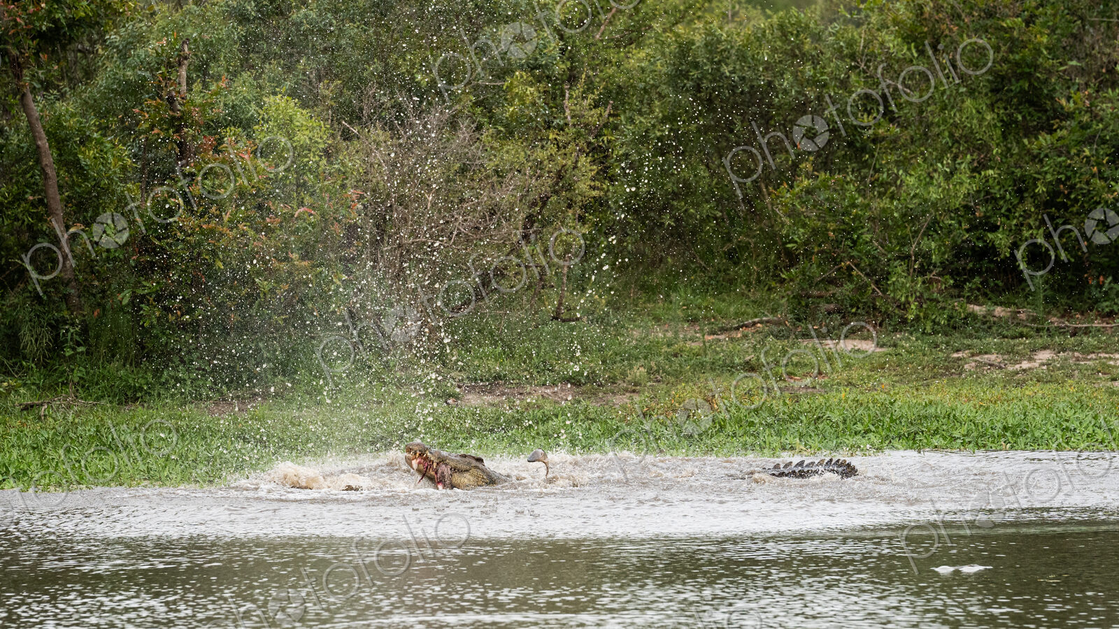 A crocodile, Crocodylus niloticus, in the water with a carcass in it’s mouth.