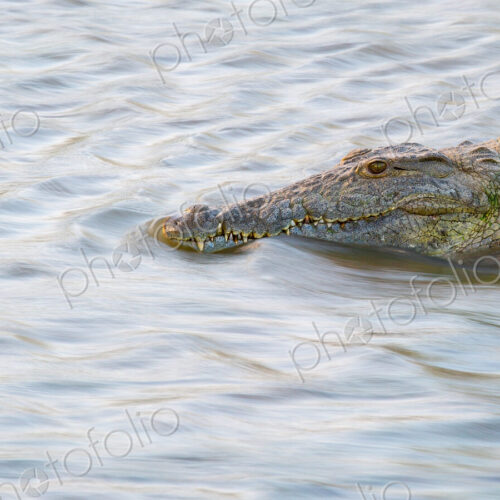 A crocodile, Crocodylus niloticus, stands in flowing water
