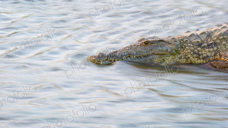 A crocodile, Crocodylus niloticus, stands in flowing water
