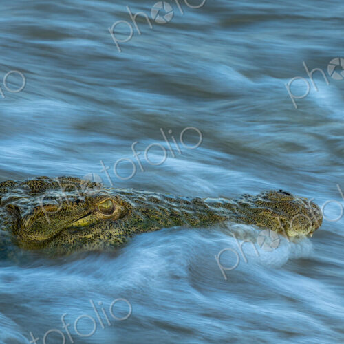 A crocodile, Crocodylus niloticus, submerged in water. A crocodile, Crocodylus niloticus, submerged in water.