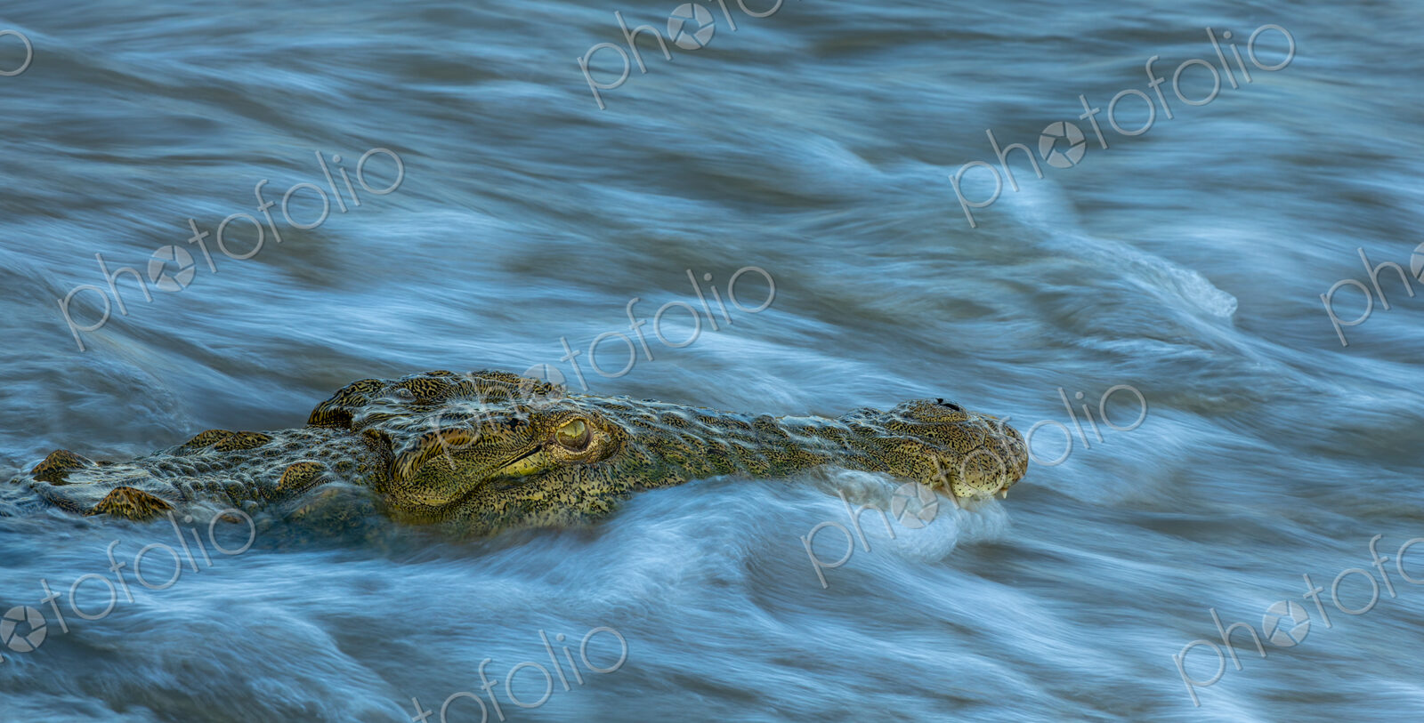 A crocodile, Crocodylus niloticus, submerged in water.