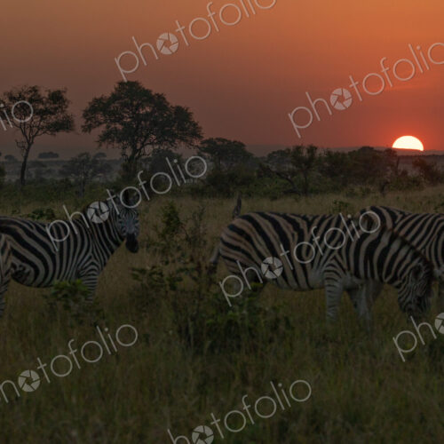 A dazzle of zebra, Equus quagga, grazing during sunset. A dazzle of zebra, Equus quagga, grazing during sunset.