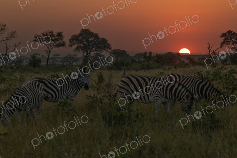 A dazzle of zebra, Equus quagga, grazing during sunset.